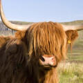 Highland Cattle Highland Cattle