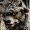 The Bull (Where the Wild Things Are) The Bull (Where the Wild Things Are)