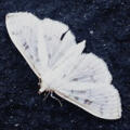 Moth Moth