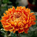 Astro Bronze Chrysanthemum Astro Bronze Chrysanthemum