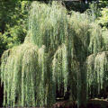 Weeping Willow Weeping Willow